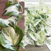 Manjula + Marble Pothos, with 5.5 inches white decor